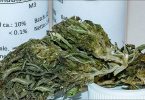 Cannabis strains