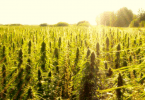 Hemp