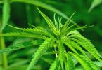 Medical Potential of Minor Cannabinoids