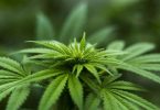 Hemp Farming